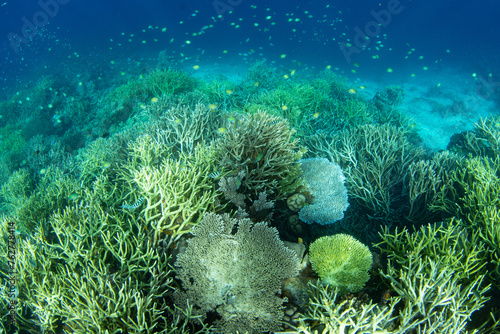 Wallpaper Mural Corals and fish thrive on a shallow, biodiverse reef in Raja Ampat, Indonesia. This tropical region is known as the heart of the Coral Triangle due to its incredible marine biodiversity. Torontodigital.ca