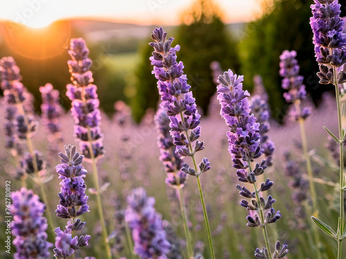Lavender field in sunset warm lighting