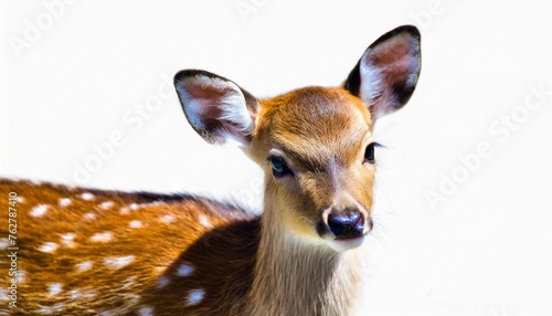 baby deer standing isolated on a white background