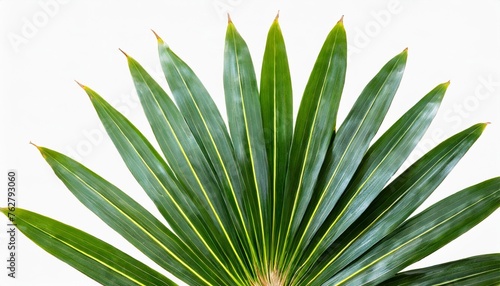 cut out palm leaves foliage isoalted on background