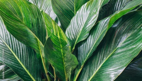 tropical green leaves background