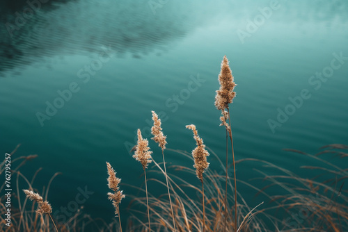 Tranquil Water Reeds Scene, Serene Minimalist Aesthetic. Calming outdoor nature background  © Tam