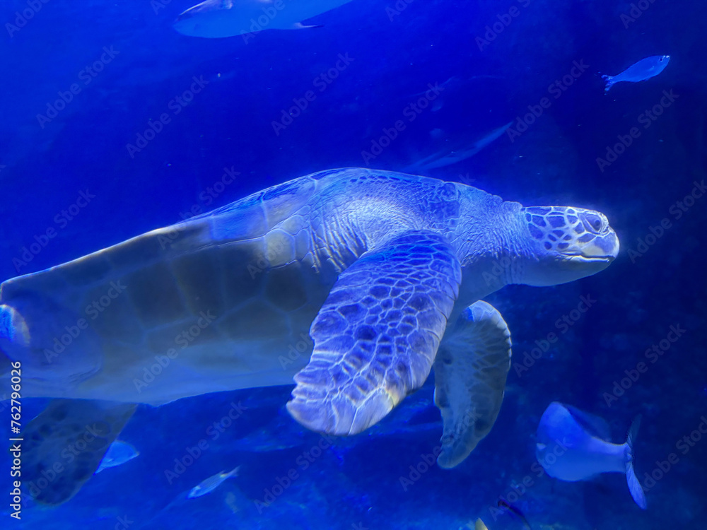 Fototapeta premium green sea turtle