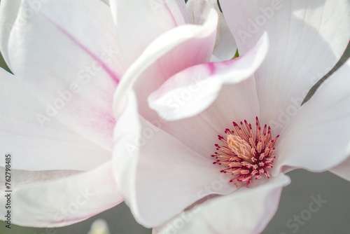 pink closeup of a magnolia flower