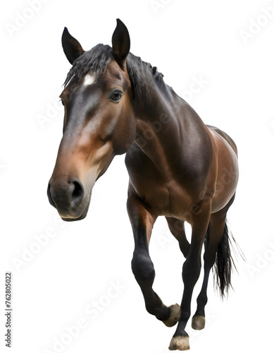 portrait of a horse isolated on white transparent background with clipping path, for printing and web page design, sticker, png transparent.