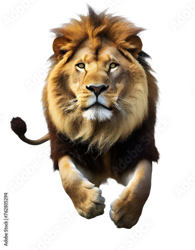Lion panthera leo isolated on white transparent background with clipping path  for printing and web page design  sticker  png transparent.