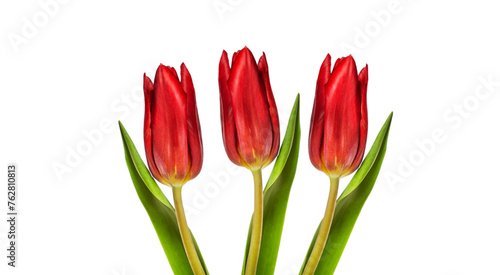 red tulip flowers isolated on white background