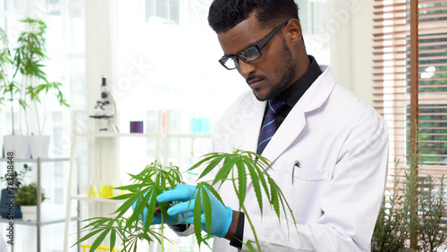 Researcher man wear eye glasses lab coat examining test green marijuana leaf herb in lab. Scientists male rubber gloves  biotechnology herbal medicine looking cannabis leaf test chemistry for healthy. photo