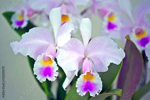 A pale pink and purple colored cultivar of the orchid species Cattleya percivaliana 