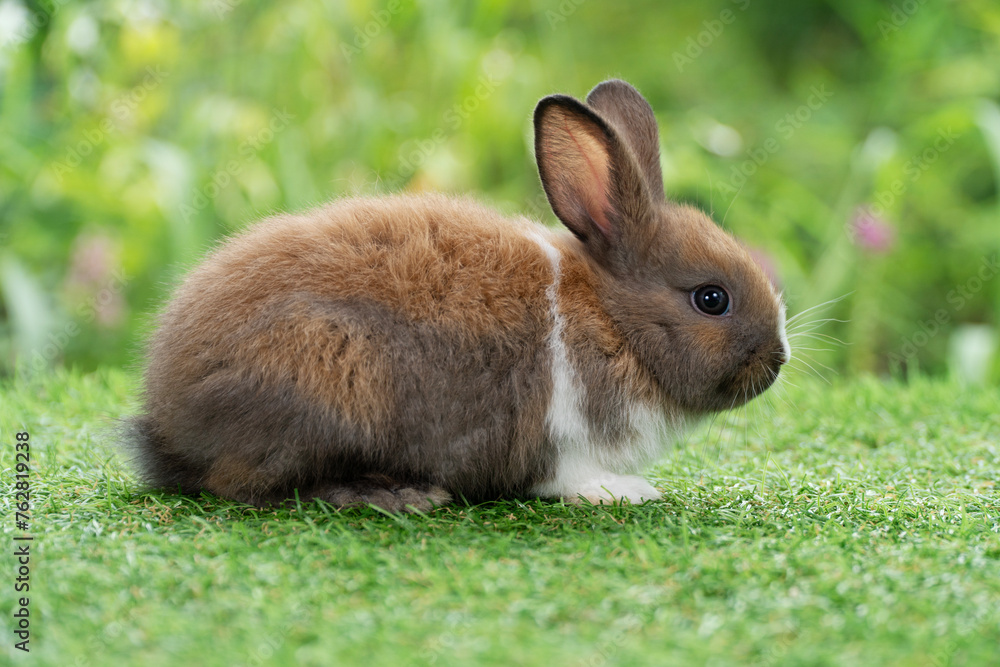 Lovely furry baby rabbit bunny sitting on green grass over bokeh nature background. Infant mammal rabbit white brown bunny playful on green fresh meadow springtime.Easter animal new born bunny concept Lovely furry baby rabbit bunny sitting on green grass over bokeh nature background. Infant mammal rabbit white brown bunny playful on green fresh meadow springtime.Easter animal new born bunny concept