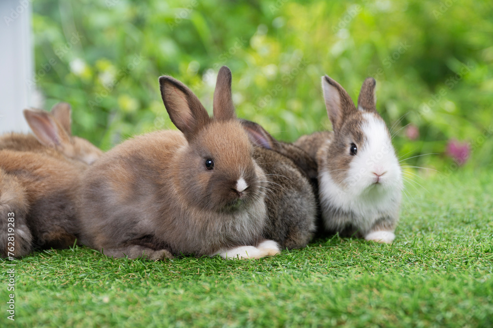 Adorable baby rabbits ears bunny sitting together on the green grass. Family tiny furry baby brown white bunny rabbits playful on the meadow. Easter family animal pet bunny concept. Adorable baby rabbits ears bunny sitting together on the green grass. Family tiny furry baby brown white bunny rabbits playful on the meadow. Easter family animal pet bunny concept.