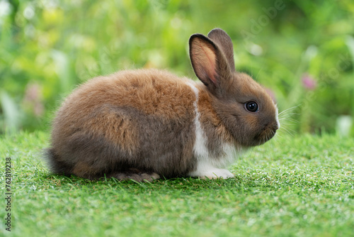 Lovely furry baby rabbit bunny sitting on green grass over bokeh nature background. Infant mammal rabbit white brown bunny playful on green fresh meadow springtime.Easter animal new born bunny concept