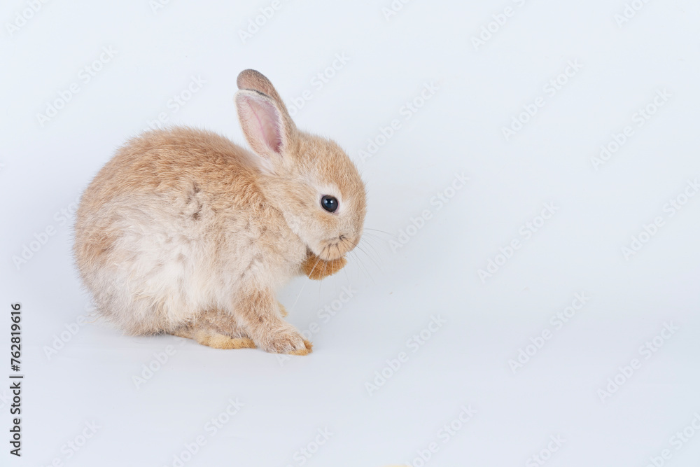 Fototapeta premium Cuddly rabbit fluffy bunny cleaning body paw sitting over isolated white background. Adorable little bunny brown tail rabbit furry clean body legs with copy space. Symbol festive easter exotic pet.