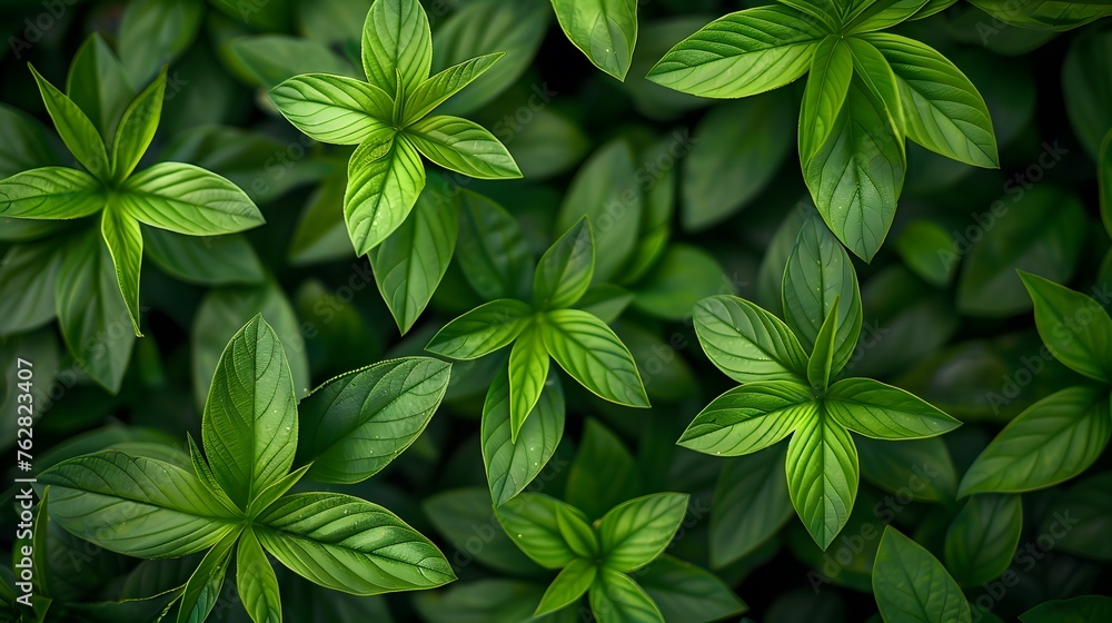 Tropical leaves background, top view of green leaves Tropical leaves background, top view of green leaves