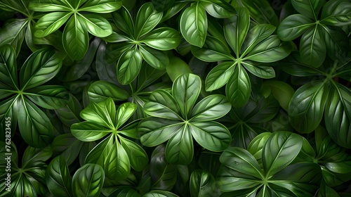 Tropical leaves background  top view of green leaves