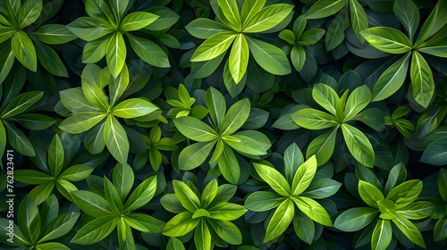 Closeup green leaves of tropical plant in garden.