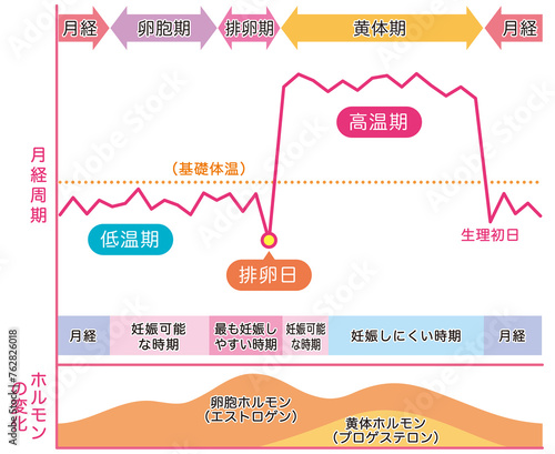 基礎体温のグラフ　月経周期とホルモンの変化　妊娠　月経 photo