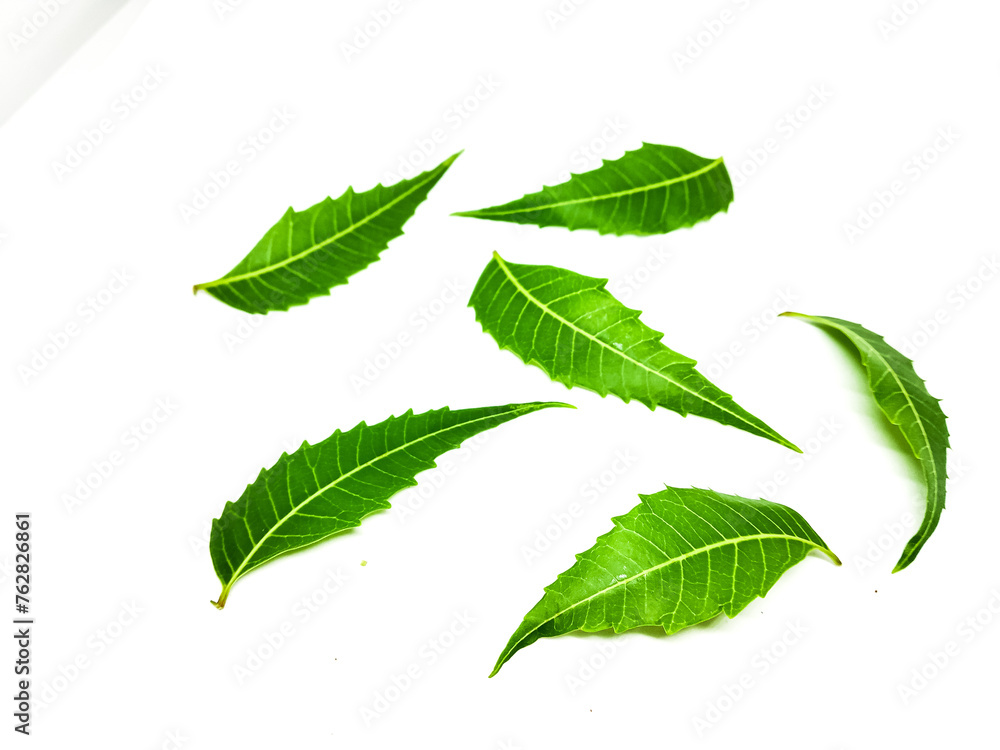 Azadirachta indica A branch of neem tree leaves isolated on white background. Natural Medicine. Azadirachta indica A branch of neem tree leaves isolated on white background. Natural Medicine.