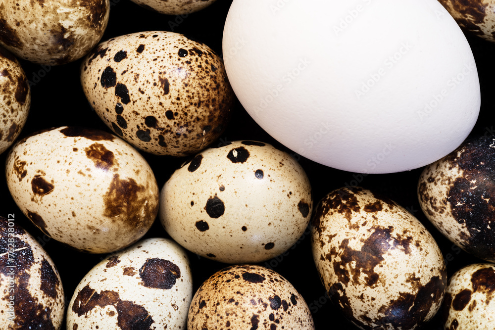 White Chicken Egg And Speckled Little Quail Eggs White Chicken Egg And Speckled Little Quail Eggs