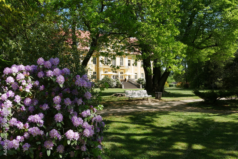 Rhododendron im Schlossgarten Barockschloss Rammenau in Sachsen