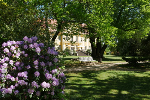 Rhododendron im Schlossgarten Barockschloss Rammenau in Sachsen