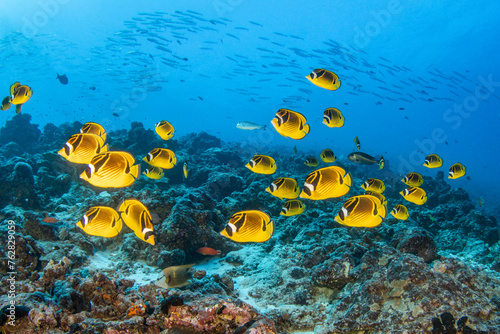 butterflyfish on the reef, French Polynesia