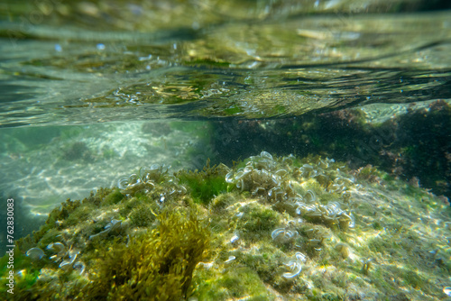 Algae rock underwater green reflection. High quality photo
