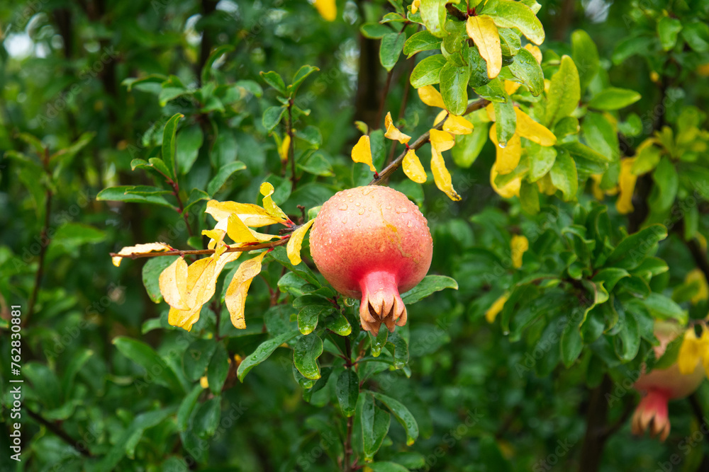 ripe pomegranate on a branch ripe pomegranate on a branch
