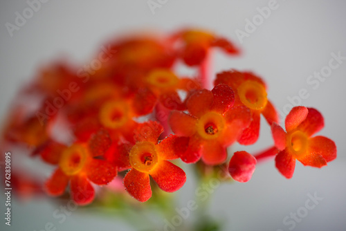 Small orange flowers