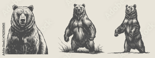 Bear vintage woodcut-style vector illustration bundle. Generative AI