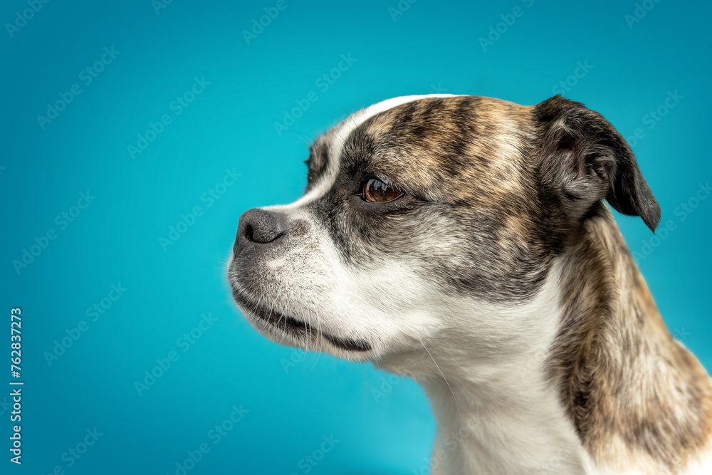 A boston terrier crossbreed dog in front of colorful blue studio background