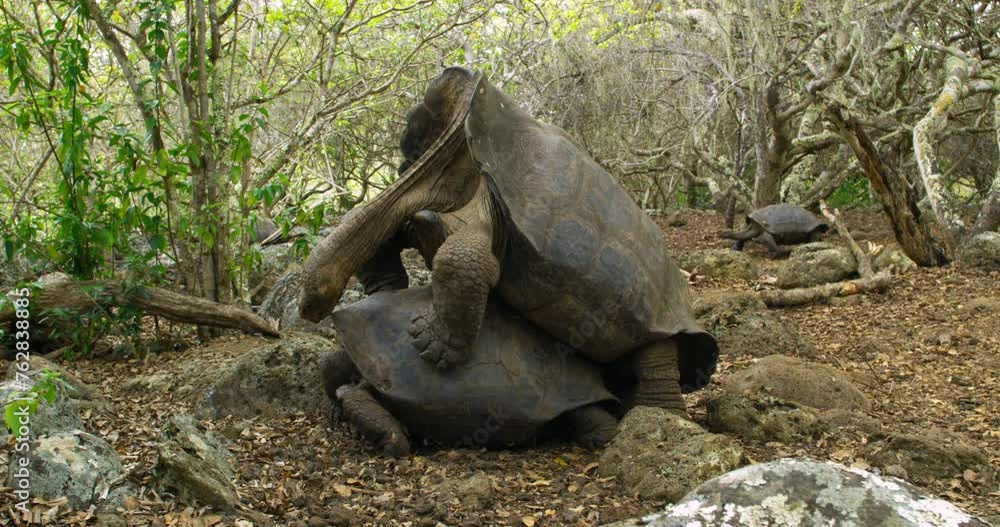 Two Galapagos Giant Tortoises breeding in the wild. Two Galapagos Giant Tortoises breeding in the wild.