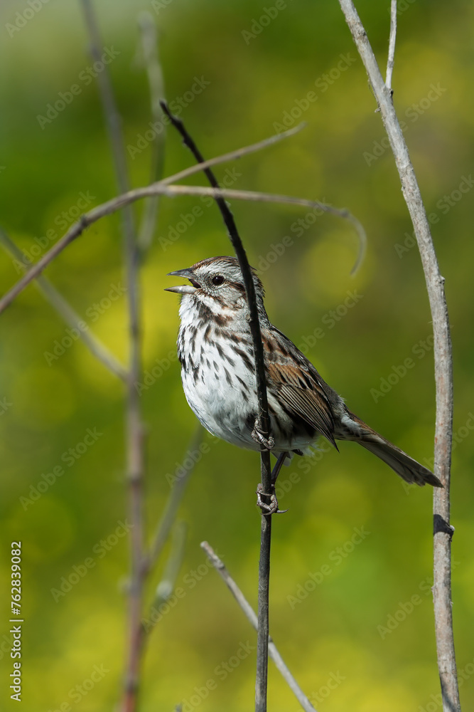 Fototapeta premium sparrow on a branch