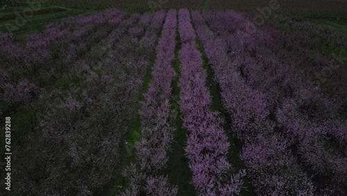 Aerial video of Sierra Aitana with almond trees in bloom photo