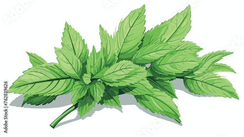 Green mint leaf for tea vintage vector sketch 