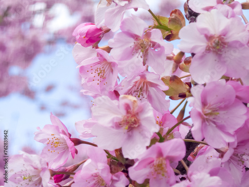 満開の河津桜と青い空