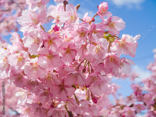 満開の河津桜と青い空