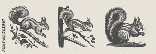 Vintage woodcut-style squirrel vector illustration set. Generative AI.
