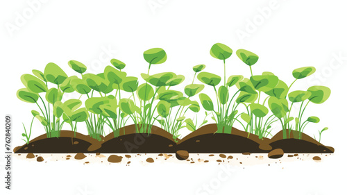 Grown sprouts of seedlings. Agricultural cultivatio