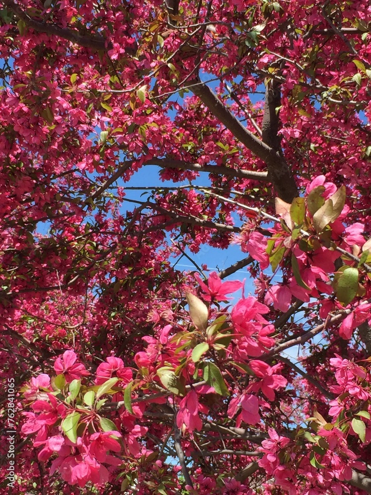 Pink Crabapple blossom