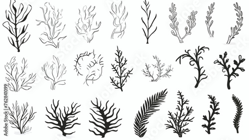 Hand drawn monochrome different seaweed with stones