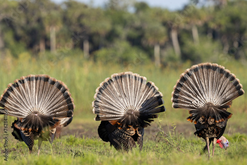 Photography Wild turkey (Meleagris sp.)