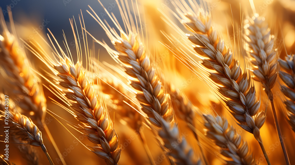 Organic golden ripe wheat Organic golden ripe wheat