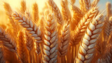 Organic golden ripe wheat