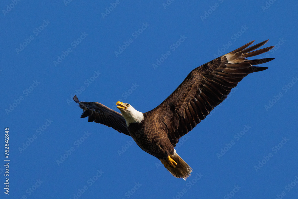 A bald eagle (Haliaeetus leucocephalus) in flight in a clear blue sky A bald eagle (Haliaeetus leucocephalus) in flight in a clear blue sky