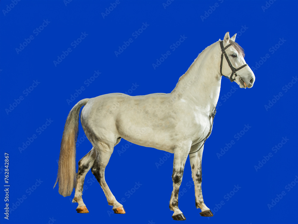white horse on a blue white horse stands in full growth on a blue background isolated