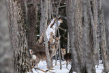 mother and children deer in the snowy forest in Hokkaido, Japan