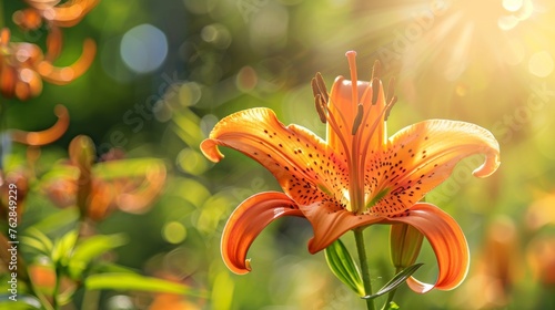 Detailed Orange Tiger Lily Close-Up in Garden