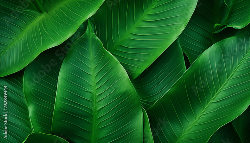 Abstract green leaf texture nature background tropical leaf