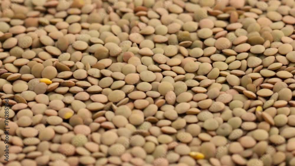 lentils a food containing high levels of protein and fiber. lentils a food containing high levels of protein and fiber.